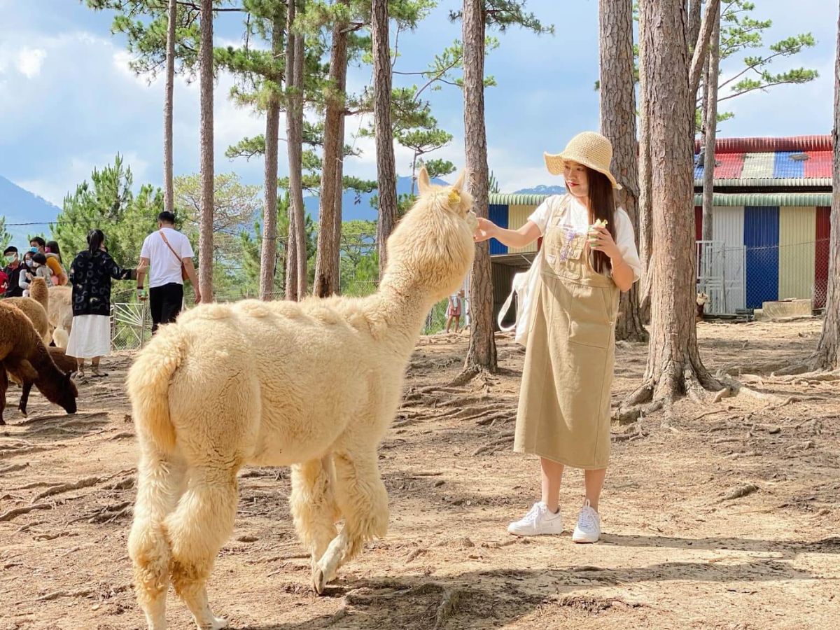 Tour Cần Thơ Đà Lạt 3 ngày 2 đêm giá rẻ trọn gói 